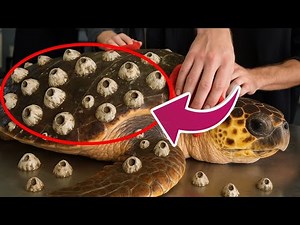 Remove full barnacle from sea turtle. Rescue poor sea turtle #BarnacleRemoval
