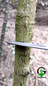 1.7M views · 9K reactions | Rose grafting - Bud grafting rose plant care #rose #roses #grafting | Easy Grafting Techniques | Facebook