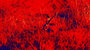 Hare in scientific high-tech thermal imager on night background