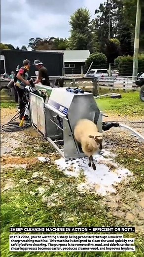 Sheep Cleaning Machine in Action – Efficient or Not?.