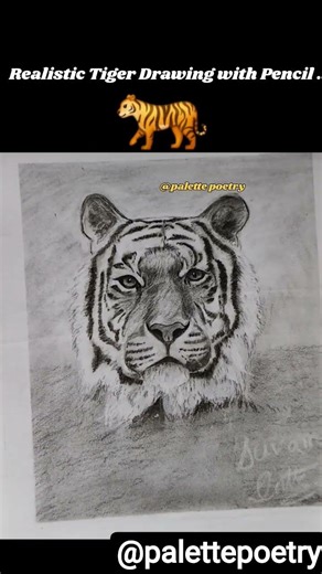 “Realistic Tiger Charcoal Pencil Sketch 🐯 #art#indianart #tigersketch#pencilsketch #artshorts#shorts