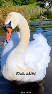Swan 🦢 Discover Their Agressive Side! #swan #swans #swanlake #swang #swanlovers #swansofinstagram #swanfamily #wildswans #wildlife #swanstaigram | 1 Minute Animals