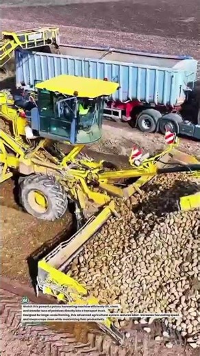 Mega Potato Harvesting Machine Loading Truck Fast! 🚜🥔 #FarmTech #PotatoHarvest #AgriMachinery