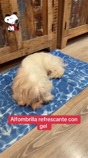 Bichón Maltés: cuidados y tips para dueños de perros