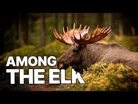 The Elk Forest | Inside Norway’s Northern Wilderness