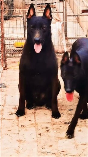 Basic training activities between dogs@ 49