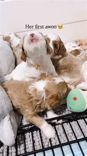 Candace Dietz | Artisan Doodles | Goldendoodle Breeder on Instagram: "Shocks me every time to see such a big voice coming out of such a little itty-bitty body 😂 Holland’s tiny Cavapoo babies have been such a treat to raise, I can’t believe how little they are, they are only going to be 5 to 10 pounds full grown?! I think I might have to keep this little sassy girl, what do you think?! Make your vote down below, should she be a future mama for us?! Or is she just a little too spicy Ƕ