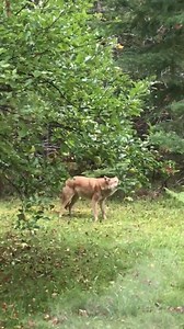157K views · 2.9K reactions | Check out this video, sent in by one of our Facebook fans, of a large coyote eating apples right from the tree! Video is from Cheyboygan County, MI. | Michigan Out-of-Doors TV | Facebook