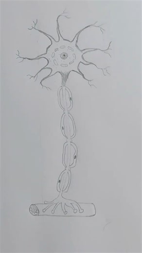 how to draw a neurone || different parts of neurone #neuroscience #lifescience #drawing #science