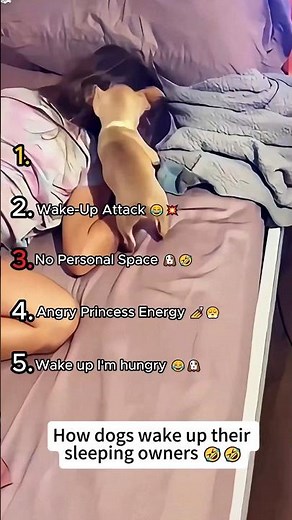 Dogs Waking Up Their Owners 🐶 Top 5 Viral Wake Up Moments 😂 #Shorts