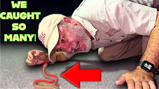 Wild Florida Snake Adventure After Dark