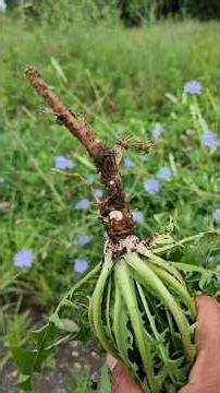 How to Harvest, Clean & Process Chicory Root for Homemade Chicory Coffee
