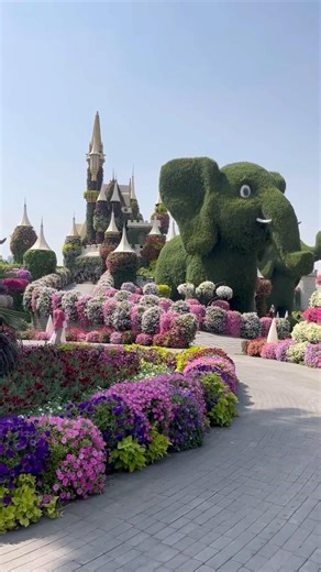 Miracle Garden, Dubai - #holiday #dubai #flowers #subscribe #love #watch #shortvideo #travel #like