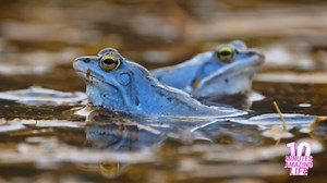 I filmed frogs resting in shallow water