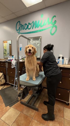 Ollie's PetSmart Grooming Experience
