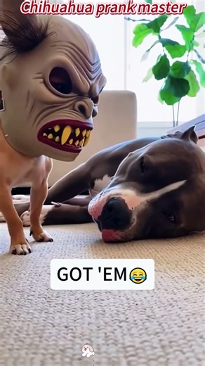 Small dogs VS Big dogs#ranking #animals #funny #core #Meme #cute #cap #edit #dogs