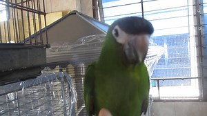 #E Red Shouldered Hahn’s Macaw - Baby Handfeed #M Burung Macaw Mini...