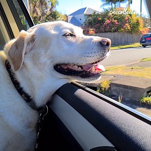 2.6M views · 4.8K reactions | From a lovable doggo to a curious critter...Enjoy The Best Pets of the Week: Part 2!! | Try Not to Laugh | Facebook