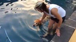 We've started Abby, the 15.5 year old golden, on water therapy. We will use this for all dogs who can benefit. Abby has done well and it helps her keep moving. We will be grateful for each day she gives us, but help her out along the way --plus she used to love to swim and she was my water ski watch partner to tell Dave when I'd go down. :) | Liz E.'s Pekingese Rescue and Sanctuary