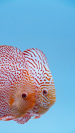 1.1K views · 90 reactions | Europa Discus Center...