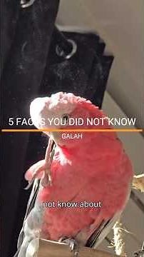 FACTS YOU DID NOT KNOW ABOUT THE GALAH. #galah #parrotlover #parrotfacts #petfacts