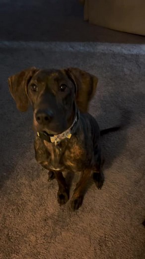 Rylee Atkinson Barry on TikTok