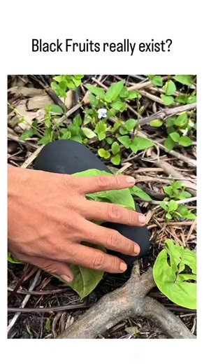 global trending hubb on Instagram: "The video depicts black-painted papayas growing on a vine and being sliced to expose typical orange flesh, sparking viral curiosity about exotic fruits with over 800,000 views and 1,700 likes. Most replies dismiss it as a hoax using food dye, citing unnatural stem structure and color; the author counters skeptics by questioning if they've tasted it, fueling playful debate. Naturally black papayas do not exist per botanical records, though black-skinned fruits 