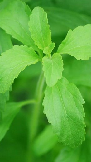 6 Powerful Benefits of Stevia