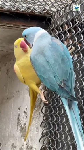 Indian ￼Yellow Ringneck blue Ringneck parakeet blue color ￼#viralyoutubevideos #ringneckparrot