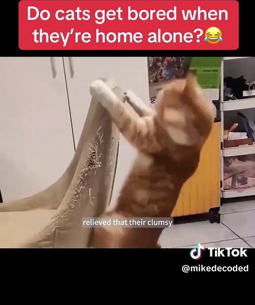Do Cats Get Bored Home Alone? Find Out Now!