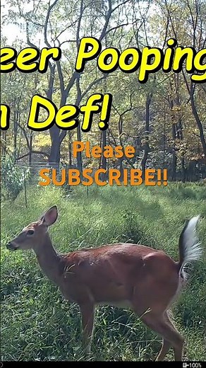 Deer Pooping! #deer #wildlife #nature