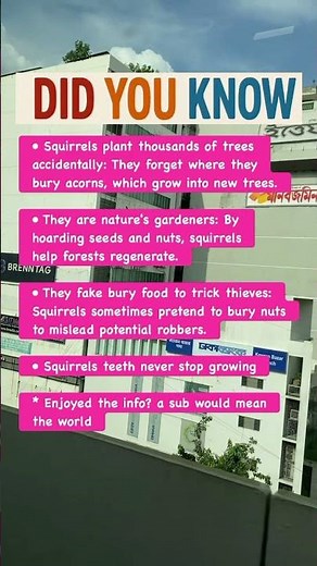 5 Mind-Blowing Facts About Squirrels You Didn’t Know 🐿️