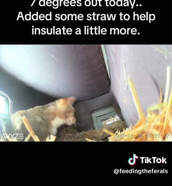 Insulating Feral Cat Shelter with Straw Bedding