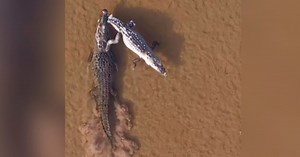 Duel de territoire: un crocodile traîne son rival dans un marais après un affrontement