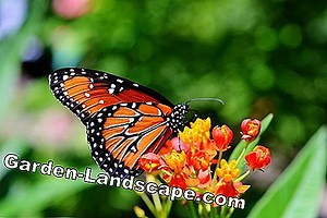 Other: Butterfly Garden - My Beautiful Garden | 2025