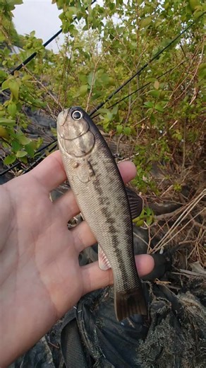 Vish | ミハラの秘蔵っ子、完成間近となったWAZAMONO(ワザモノ)・バスワームのネコリグセッティングをイジる。フックはタリズマンブルータルHGの3/0 or 4/0でOK！ バスワーム炸裂だったVish... | Instagram