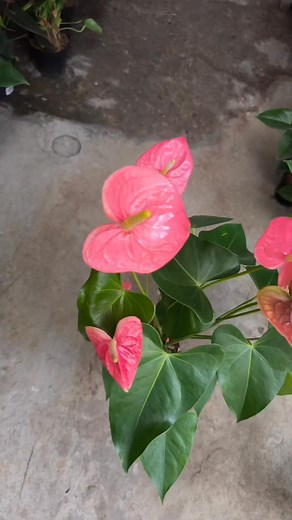 Anturio colorado | Andrea Ospina