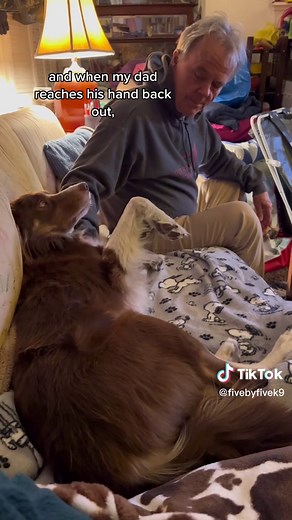 Understanding Dog Body Language: Signs of Stress and Consent Tests