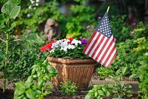 Patriotic Planters: Here’s how to stage them for a temporary holiday look