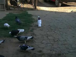 Gulabi makedonski duneci i masrki-pigeons macedonian dunek and owl