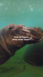 4.4K reactions · 115 shares | 鍊 There's much more to hippos than...