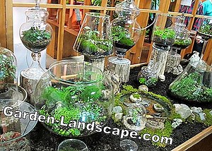 Bilje: Echeveria, Echeveria - Njega I Zimovanje | 2025