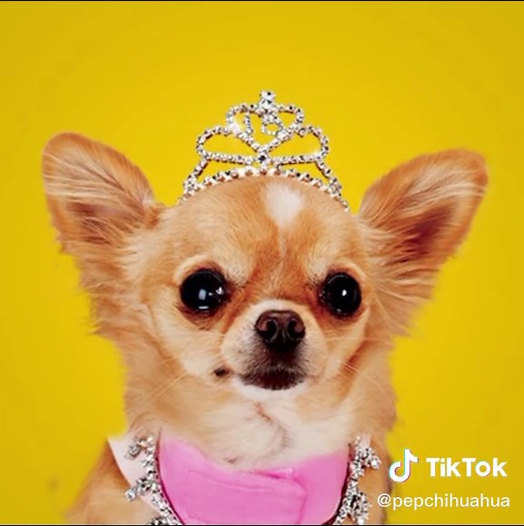 Beverly Hills Chihuahua: Papi Jr. y sus Amigos