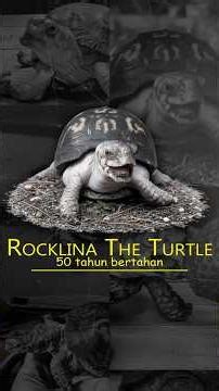 Cerita tentang Rocklina yang bertahan selama 50 tahun #short