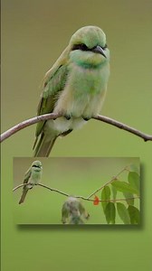 The Bee Eater – Aerial Precision and Hidden Intelligence