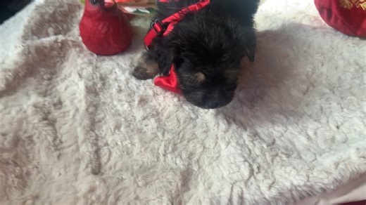 Yorkiepoo - Yorkie Poo puppy for sale