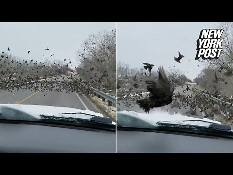 What the flock? Driver plows through birds on the road