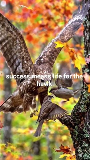 Hawk Chasing Sparrow Through Forest ‪@BirdWorldDaily‬ #facts #peacefulwaves #birds #naturelovers
