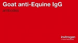 Goat anti-Equine IgG Antibodies | Invitrogen