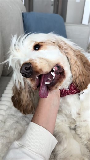 The Joy of Ear Scratchies: English Cocker Spaniel Delight